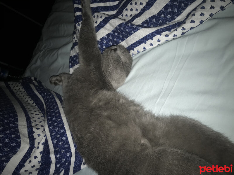 Mavi Rus, Kedi  Aguş fotoğrafı