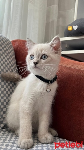 British Longhair, Kedi  Bulut fotoğrafı