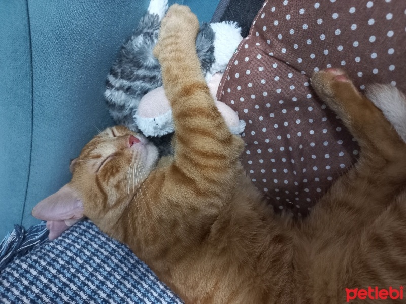 Sarman, Kedi  Altın fotoğrafı