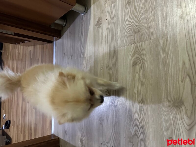 Pomeranyalı, Köpek  kuki fotoğrafı