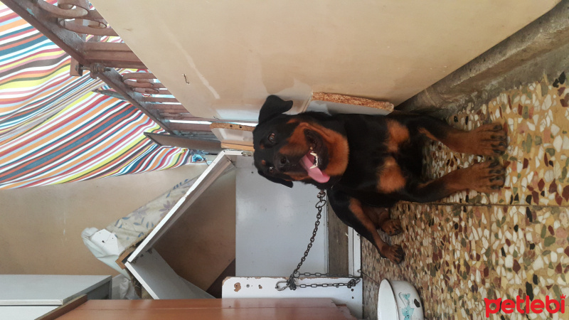 Rottweiler, Köpek  Zeyna fotoğrafı