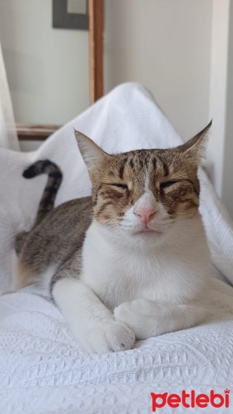 Tekir Kedi, Kedi  Pamuk fotoğrafı