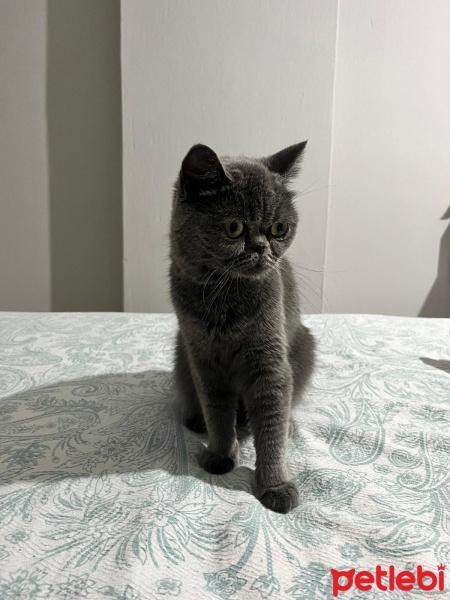 British Shorthair, Kedi  Badem fotoğrafı