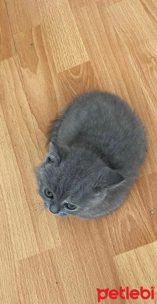 British Shorthair, Kedi  Hera fotoğrafı