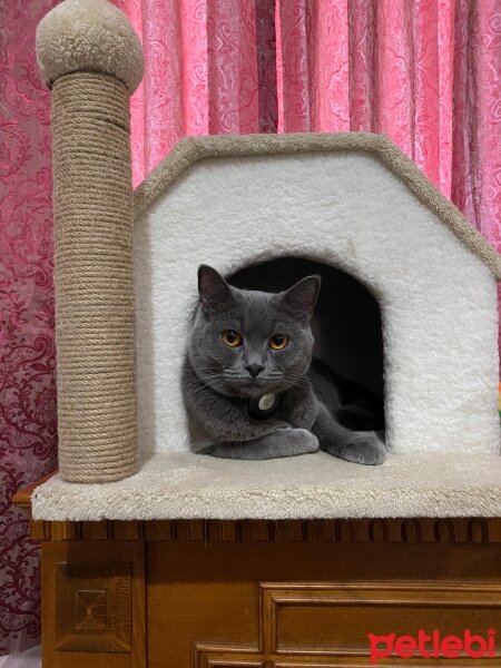 British Shorthair, Kedi  Berlin fotoğrafı