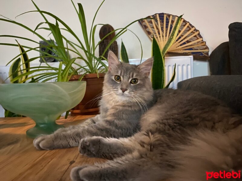 Maine Coon, Kedi  Tokyo fotoğrafı