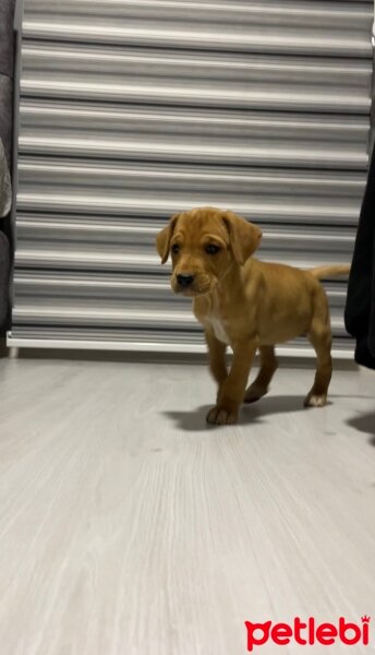 Labrador Retriever, Köpek  Hera fotoğrafı