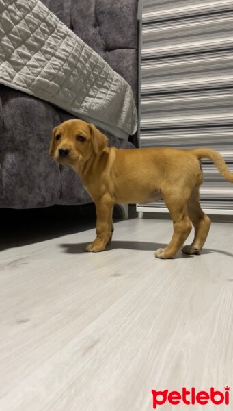 Labrador Retriever, Köpek  Hera fotoğrafı