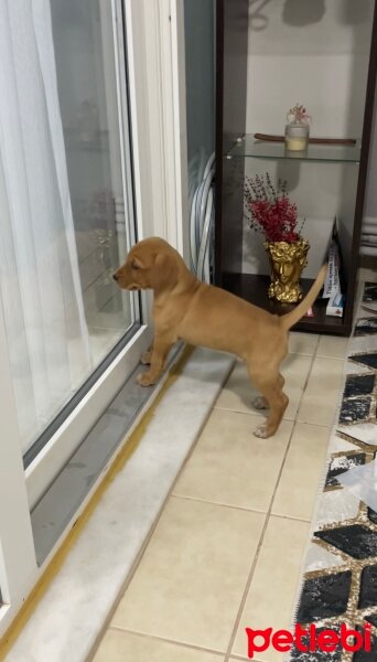 Labrador Retriever, Köpek  Hera fotoğrafı