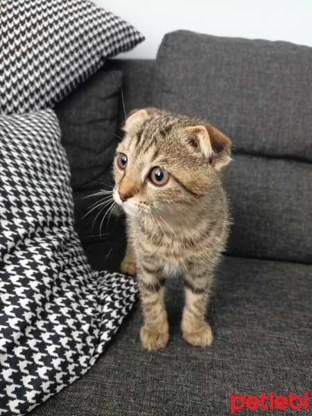 Scottish Fold, Kedi  Tekir-Scootish fotoğrafı