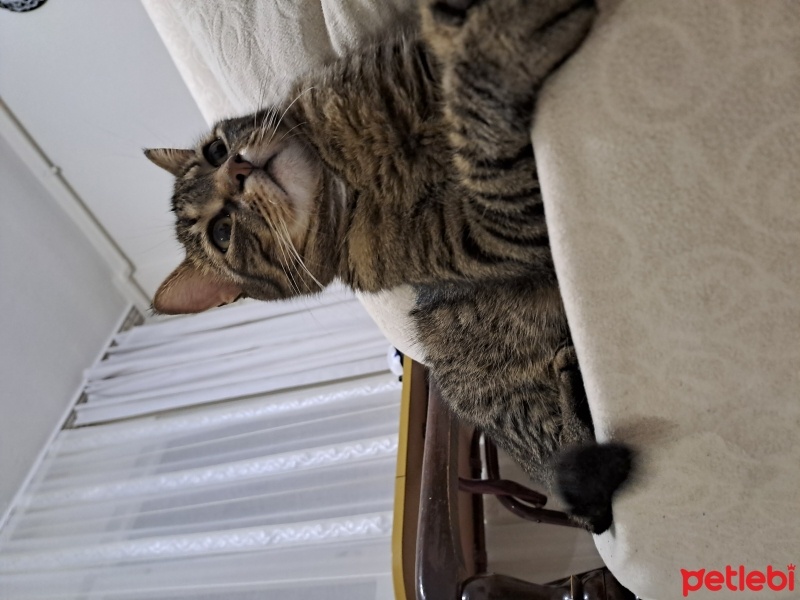 Tekir Kedi, Kedi  Topaç fotoğrafı