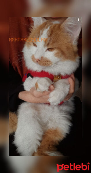 Sarman, Kedi  Badem fotoğrafı