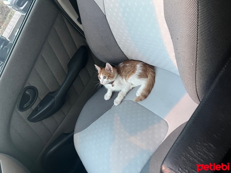 Sarman, Kedi  Bal fotoğrafı