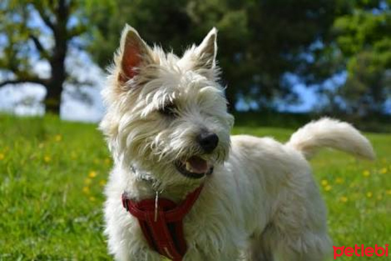 Soft Coated Wheaten Terrier, Köpek  Şila fotoğrafı