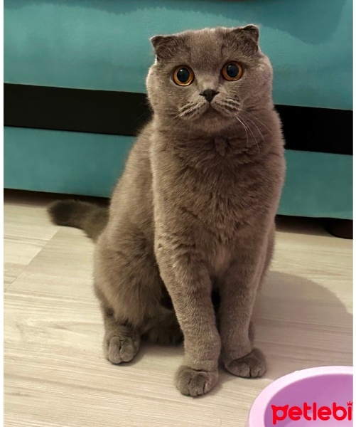 Scottish Fold, Kedi  çakıl fotoğrafı