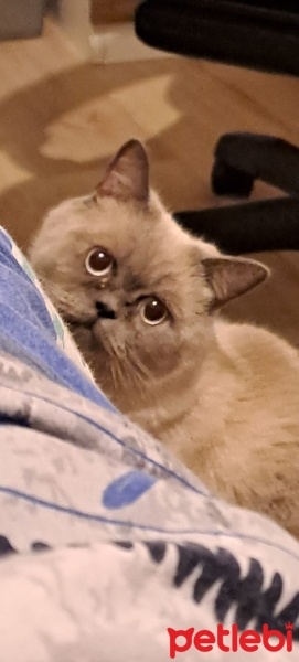 British Shorthair, Kedi  Zeus fotoğrafı