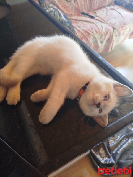 British Shorthair, Kedi  Ares fotoğrafı