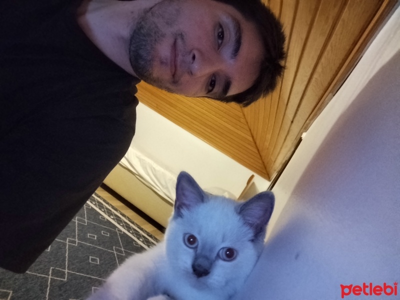 British Shorthair, Kedi  Ares fotoğrafı