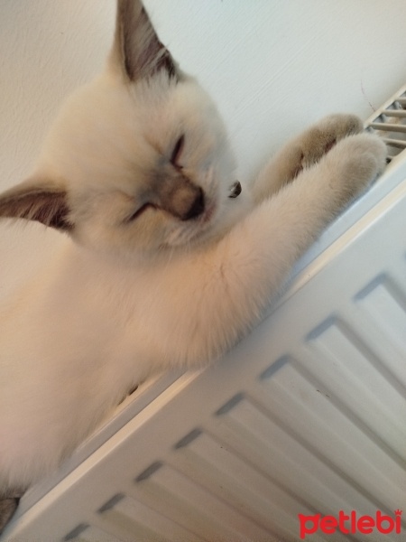 British Shorthair, Kedi  Ares fotoğrafı