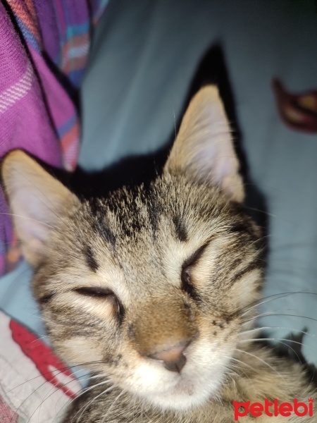 Tekir Kedi, Kedi  Mırmır fotoğrafı