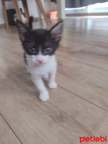 Tekir Kedi, Kedi  Minnoş fotoğrafı