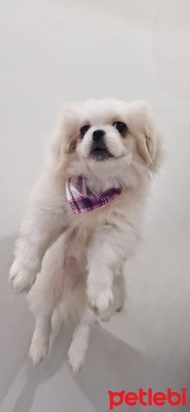 Pekingese, Köpek  Shila fotoğrafı