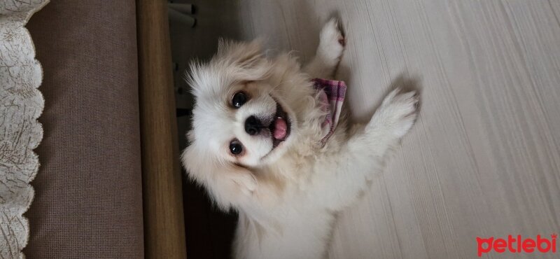 Pekingese, Köpek  Shila fotoğrafı