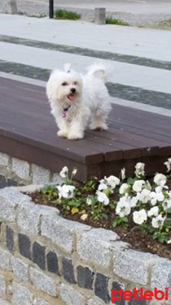 Maltese, Köpek  ŞANS fotoğrafı