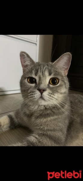 British Shorthair, Kedi  Mira fotoğrafı