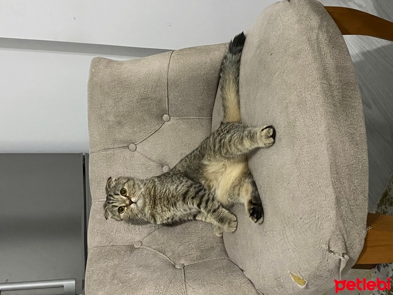 Scottish Fold, Kedi  Bihter fotoğrafı