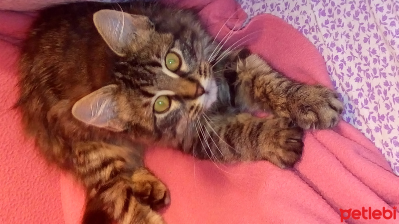 Tekir Kedi, Kedi  Bıcır fotoğrafı