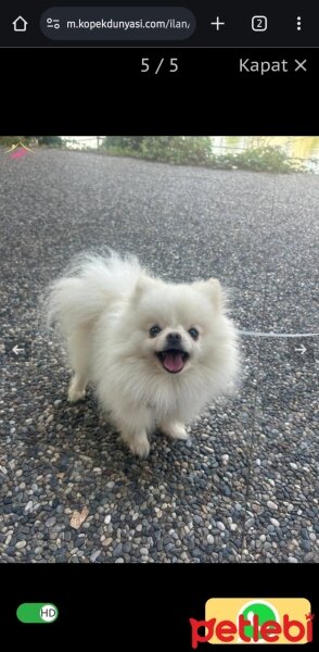 Pomeranyalı, Köpek  PAMUK fotoğrafı