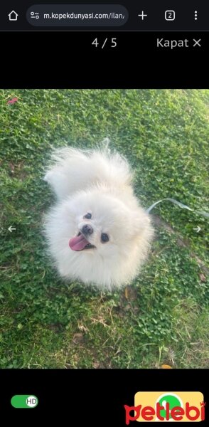 Pomeranyalı, Köpek  PAMUK fotoğrafı