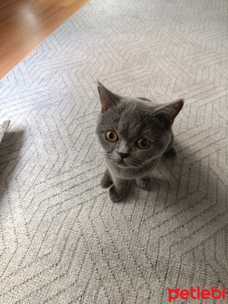 British Shorthair, Kedi  Mila fotoğrafı