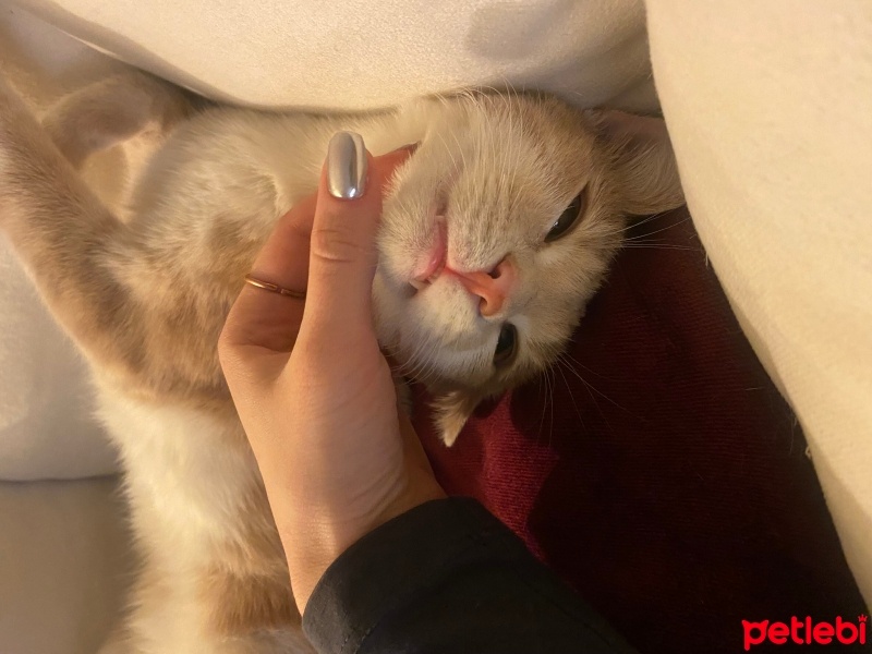 Tekir Kedi, Kedi  yoda fotoğrafı