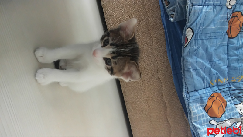 Tekir Kedi, Kedi  ponçij fotoğrafı