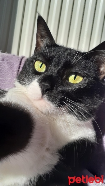 Tuxedo (Smokin) Kedi, Kedi  İncir fotoğrafı