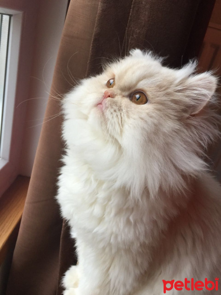 İran Kedisi (Persian), Kedi  Pamuk fotoğrafı