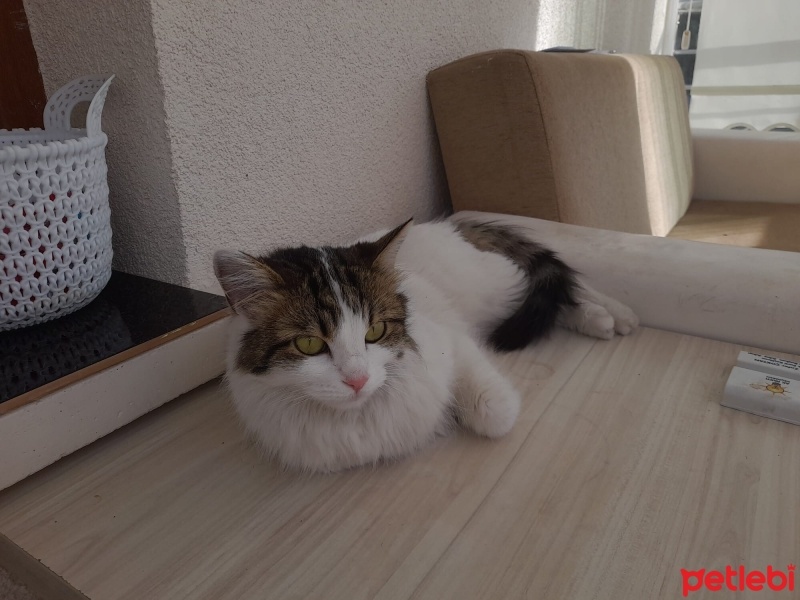 Norwegian Forest, Kedi  Mars fotoğrafı