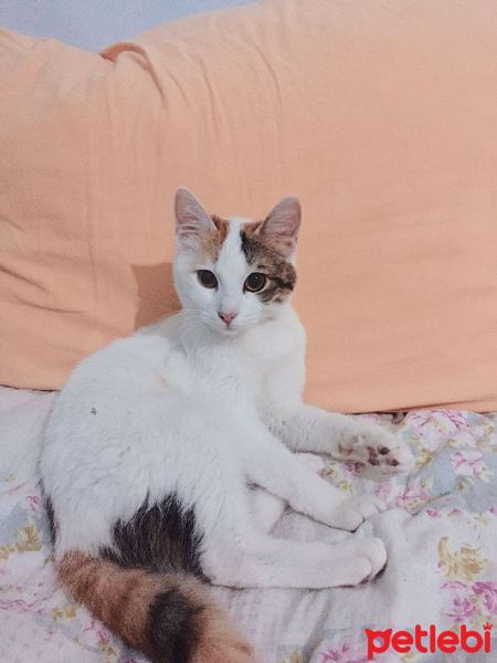 Tekir Kedi, Kedi  Çilek fotoğrafı