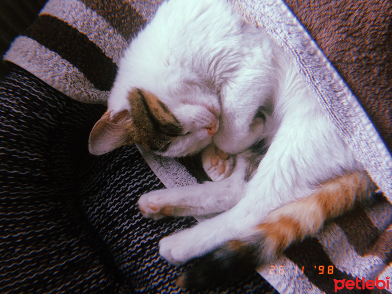 Tekir Kedi, Kedi  Çilek fotoğrafı