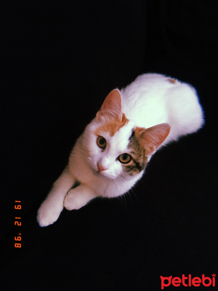 Tekir Kedi, Kedi  Çilek fotoğrafı
