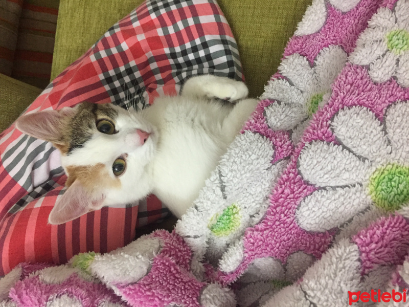 Tekir Kedi, Kedi  Çilek fotoğrafı
