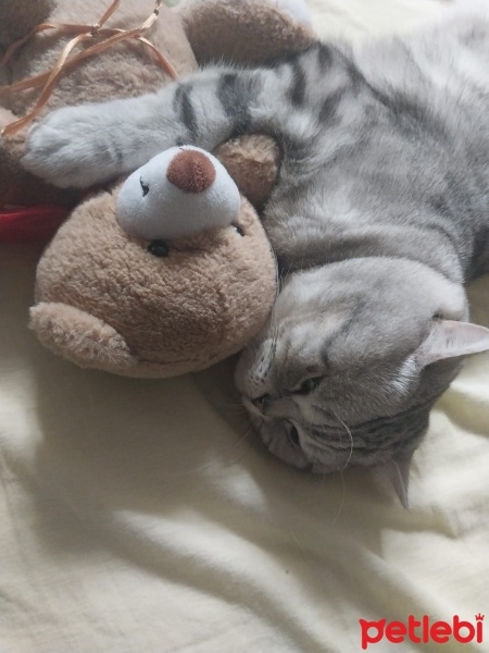 British Shorthair, Kedi  Duman fotoğrafı