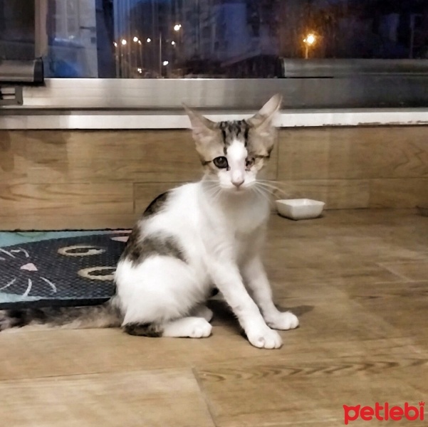 Tekir Kedi, Kedi  Pıtırcık fotoğrafı