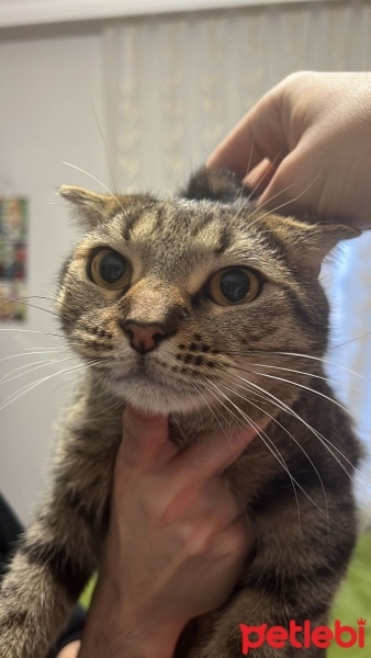 Scottish Fold, Kedi  Dobby fotoğrafı