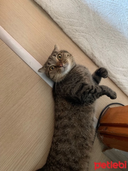 Scottish Fold, Kedi  Dobby fotoğrafı