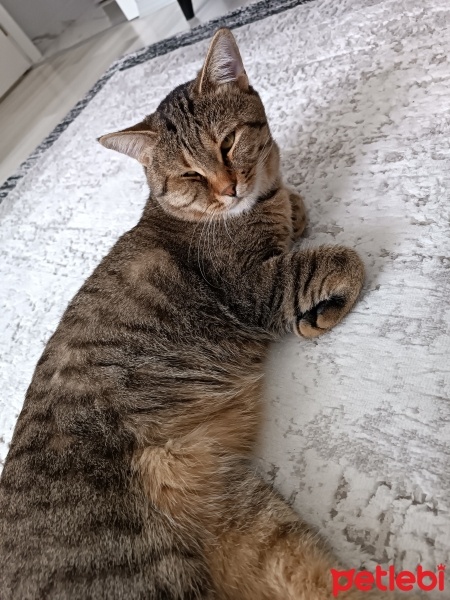 Tekir Kedi, Kedi  Çakır fotoğrafı