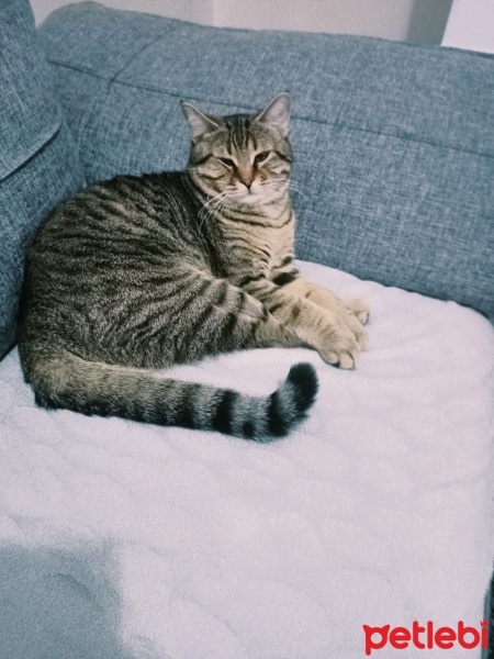 Tekir Kedi, Kedi  Çakır fotoğrafı