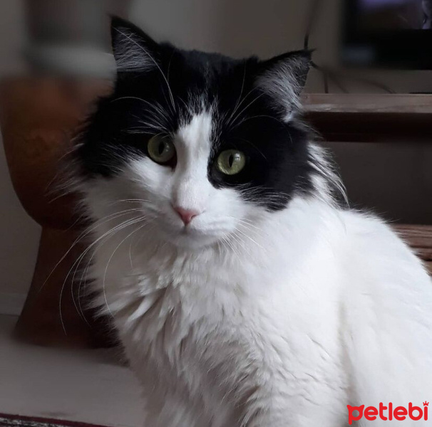 Tuxedo (Smokin) Kedi, Kedi  Star lord fotoğrafı